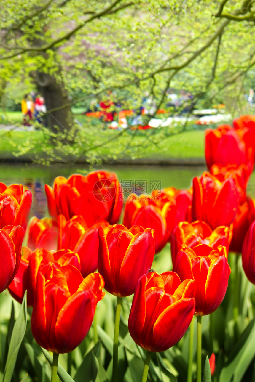 公园春天的橙红色郁金香图片