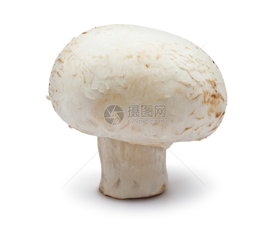 香农蘑菇食物美食白色团体茶点蘑菇营养宏观蔬菜图片