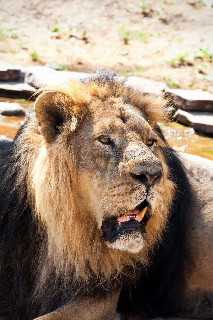 狮子捕食者荒野哺乳动物猫科晶须食肉鬃毛动物动物园国王图片