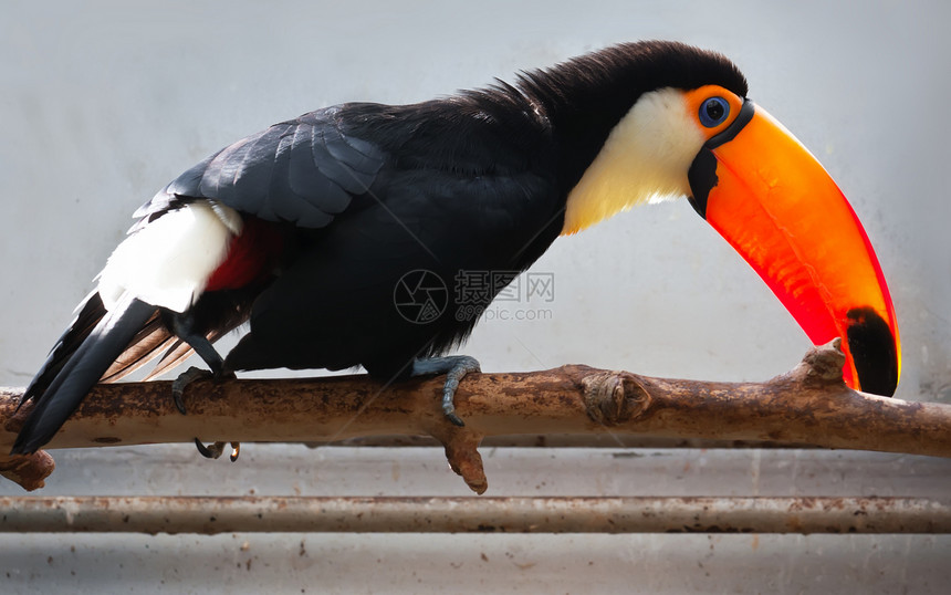 Toucan 土干暴风雨羽毛橙子黑色账单鸟类荒野丛林黄色野生动物图片