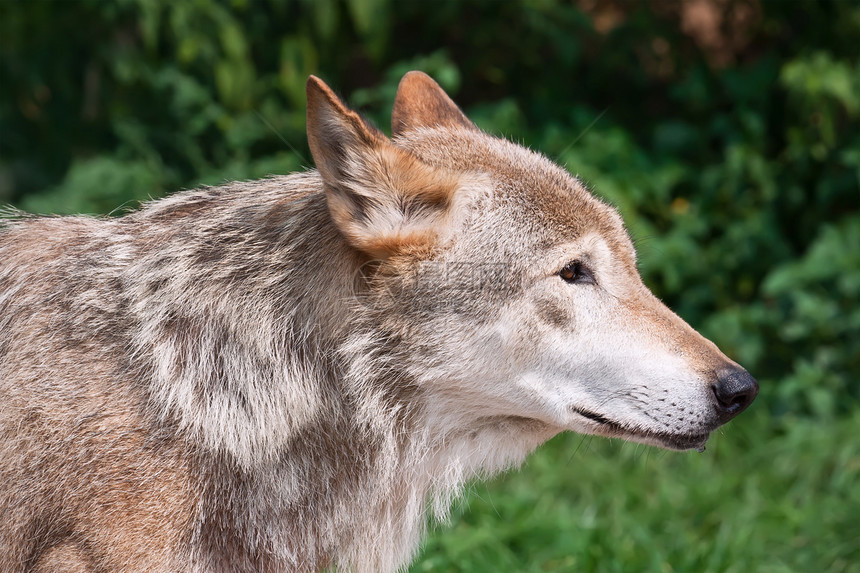 狼狼疮野生动物食肉荒野危险哺乳动物猎人灰色动物犬类图片
