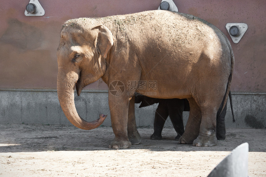大象耳朵濒危食草哺乳动物獠牙野生动物动物树干孩子荒野图片