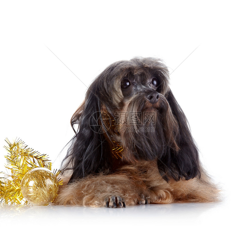 装饰性狗狗和新年玩具爪子宠物犬类兰花小狗棕色幸福贵宾脊椎动物哺乳动物图片