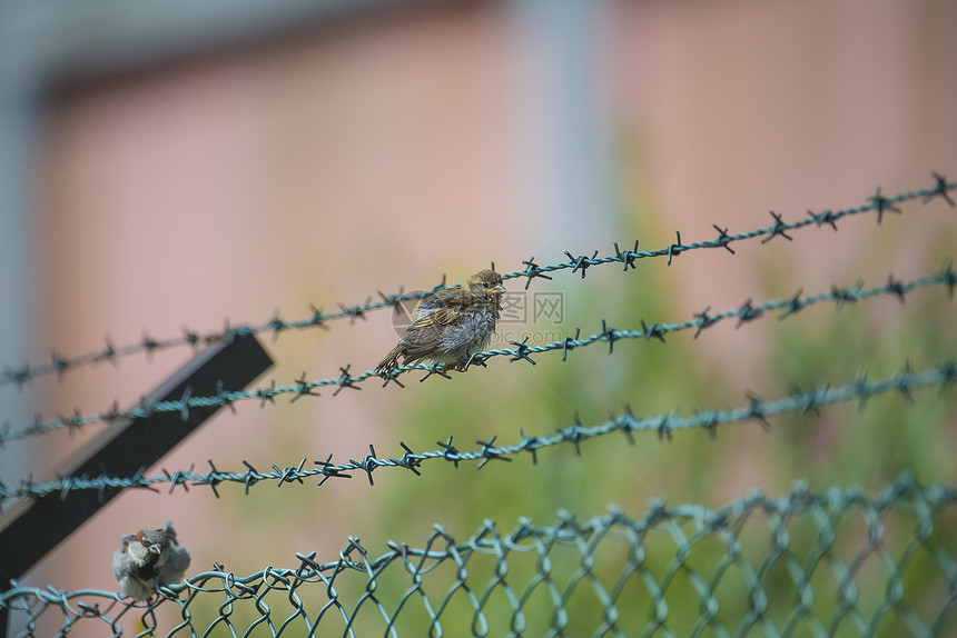 麻雀坐在铁丝网围栏上栏杆动物棕色鸟类唱歌野生动物荒野绿色自由羽毛图片