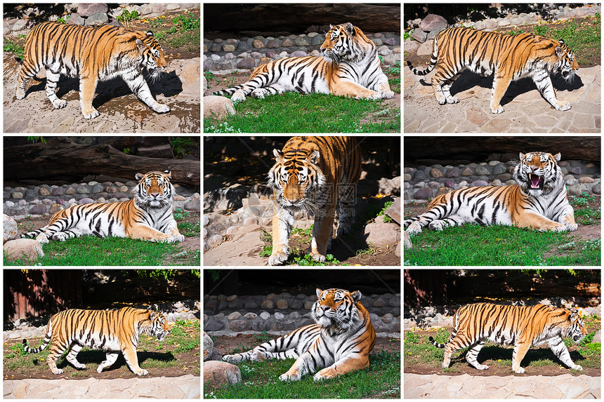 老虎捕食者侵略猫科动物荒野食肉猎人野猫条纹动物园危险图片