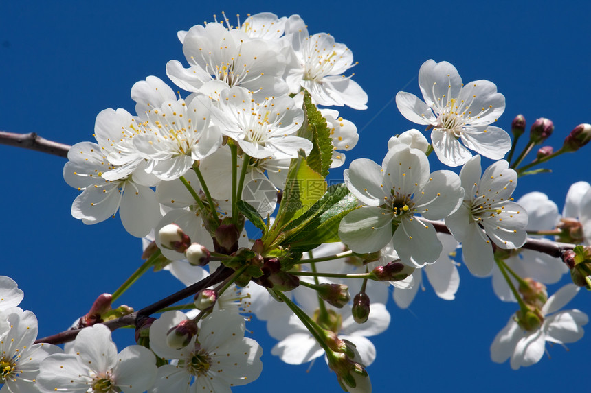 苹果花花苹果树宏观花瓣生长植物白色季节天空叶子绿色图片