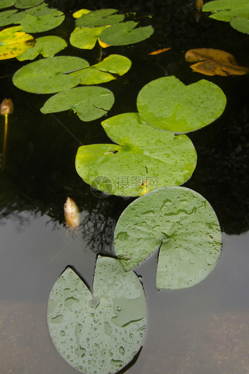 池塘上的百叶叶花园百合睡莲植物反射绿色植物群水池叶子图片