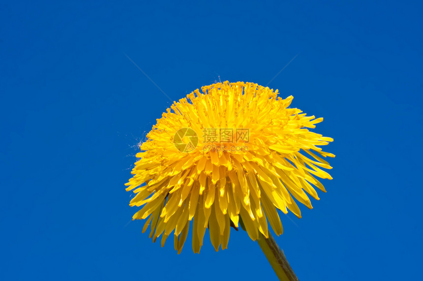 达当量花瓣草本植物天空黄色植物宏观场地季节草地植物群图片