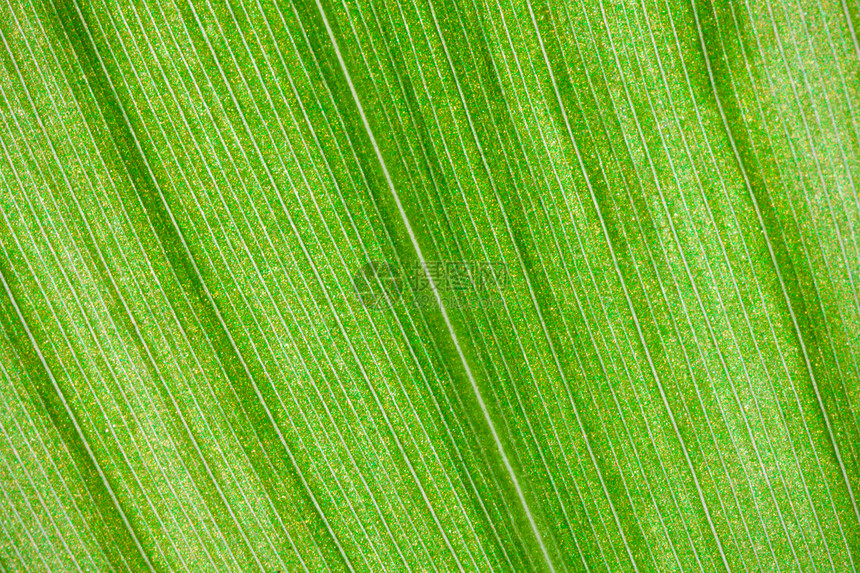 绿叶叶环境植物植物学生长植物群生态宏观细胞活力静脉图片