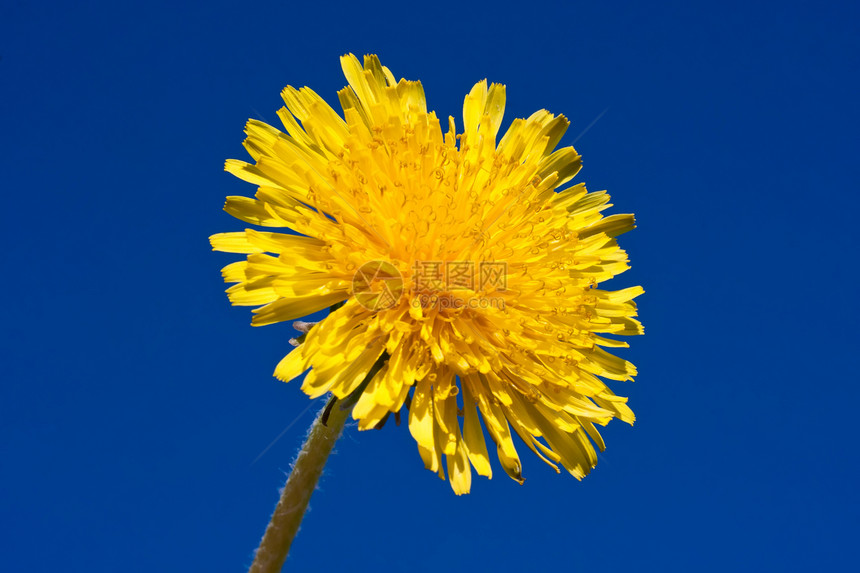 达当量宏观天空草地植物群晴天场地黄色花瓣季节蓝色图片