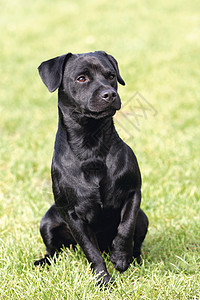 黑色狗的肖像背景图片