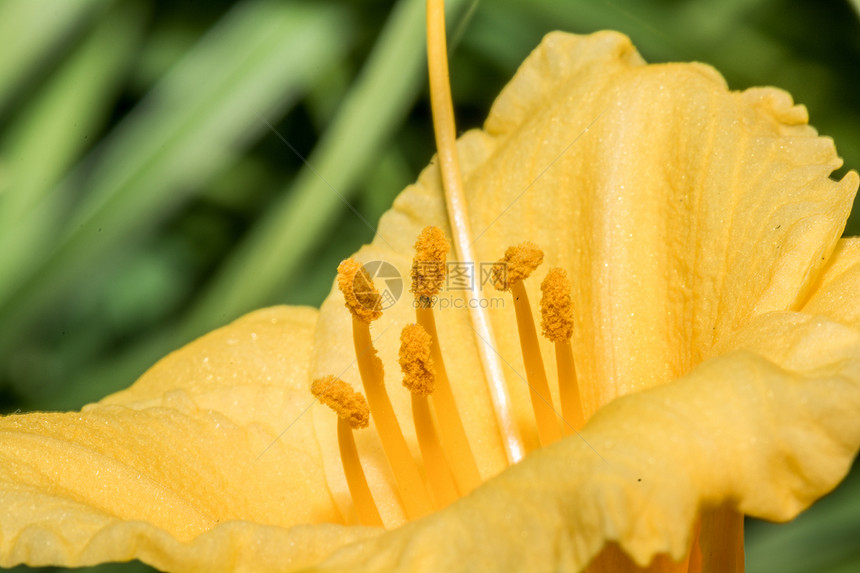 贴近鲜花的镜头 细细细节叶子边缘橙子粉末旅行玫瑰劳动中心花园雏菊图片