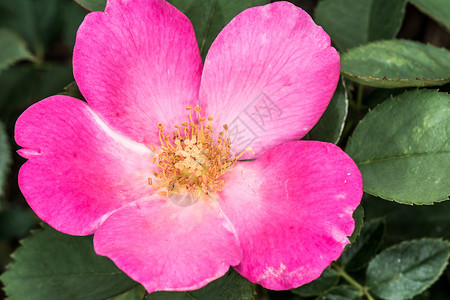甜莓鲜花花朵蔷薇诗歌花园公园茄子植物闲暇中心工作欲望背景图片