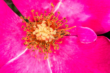 甜莓鲜花花朵茄子公园闲暇宏观植物摄影工作花园欲望中心背景图片