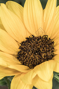 夏季向日葵感激花束季节中心种子植物闲暇工作劳动花瓣背景图片