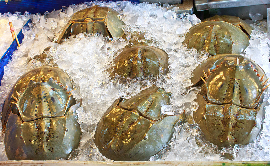 马蹄蟹市场海洋马蹄铁海鲜食物动物美食烹饪图片