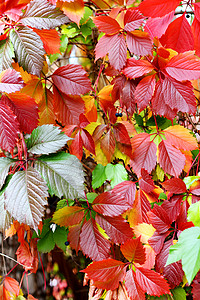 彩色叶叶公园黄色季节绿色叶子红色背景图片