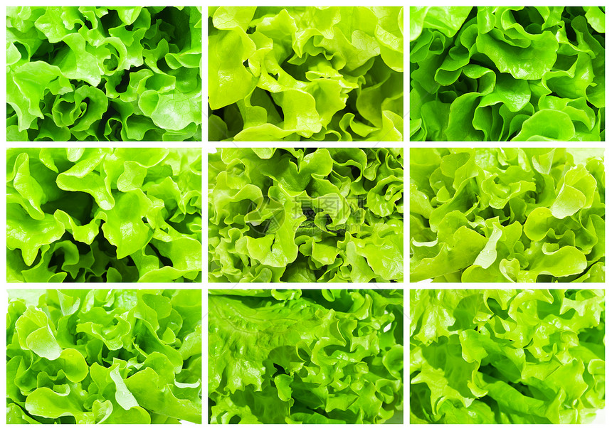 发生食物叶子绿色健康小吃饮食营养活力蔬菜植物图片