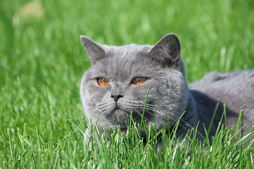 草地上的灰色英国猫场地说谎宠物动物阳光绿色小猫毛皮花园猫科图片