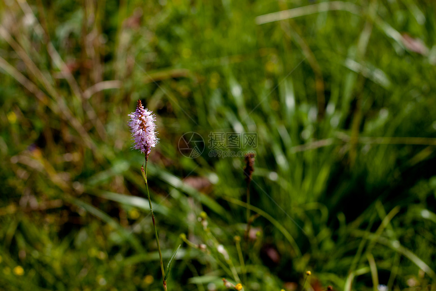 紫色野花水平植物蓝色中心花期植物群植被场地绿色图片