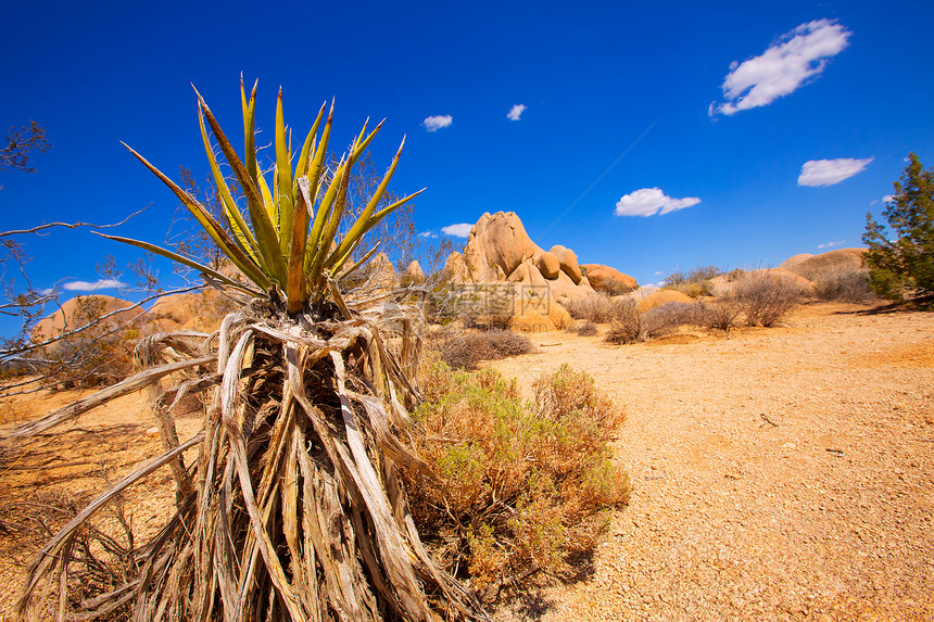 国家公园Yucca山谷加利福尼亚州峡谷衬套岩石国家编队公园土地土壤地质学橙子图片
