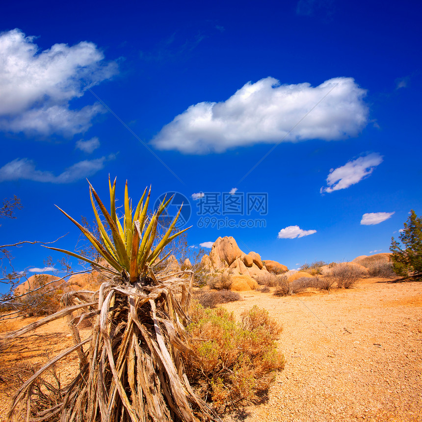 国家公园Yucca山谷 莫怀德沙漠卡利福恩橙子太阳峡谷石头旅行干旱岩石衬套地质学晴天图片