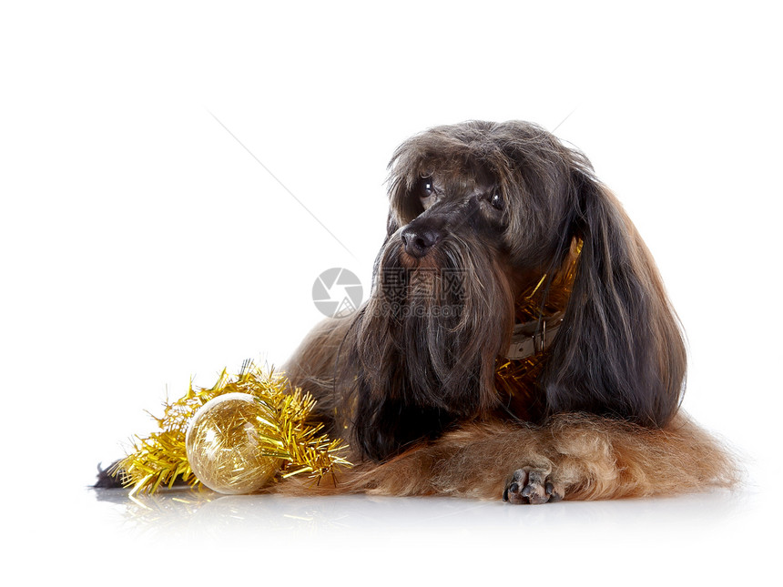 装饰性狗狗和新年玩具毛皮爪子哺乳动物幸福快乐兰花棕色动物猎犬宠物图片