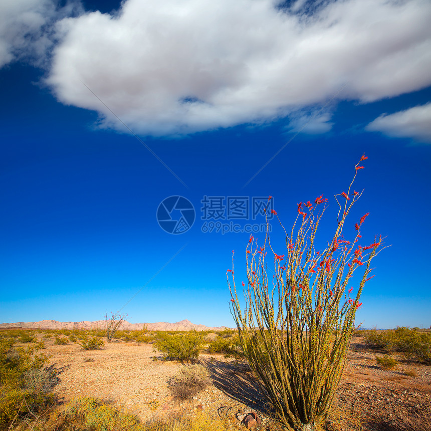 红花 在莫海沙漠的红花地标地质学衬套砂岩旅行晴天沙漠干旱土壤石头图片