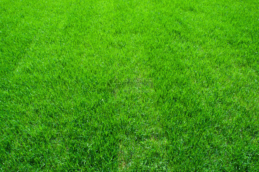 绿草土地环境场地草皮绿色植物草原院子草地植物生长图片
