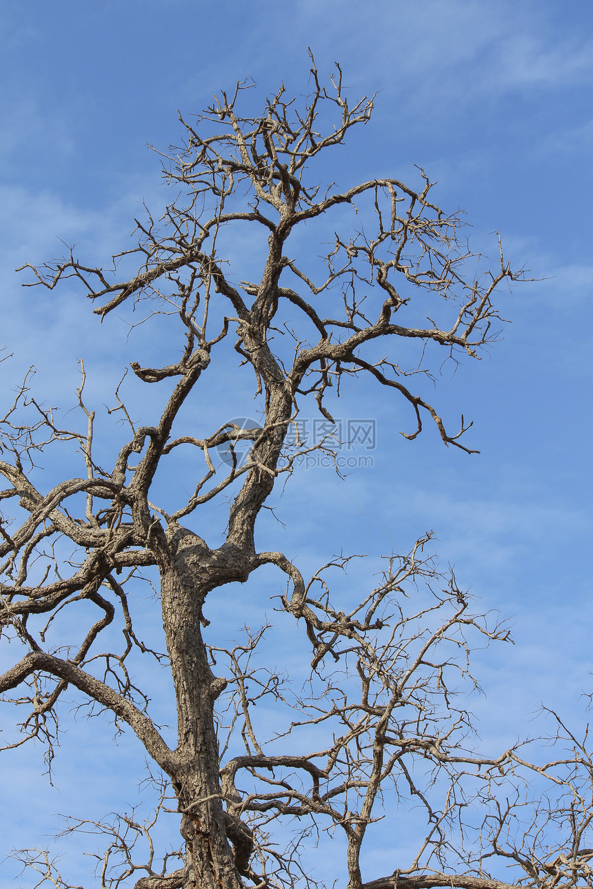 蓝天的死树生活木头天气死亡黑色蓝色植物白色森林季节图片