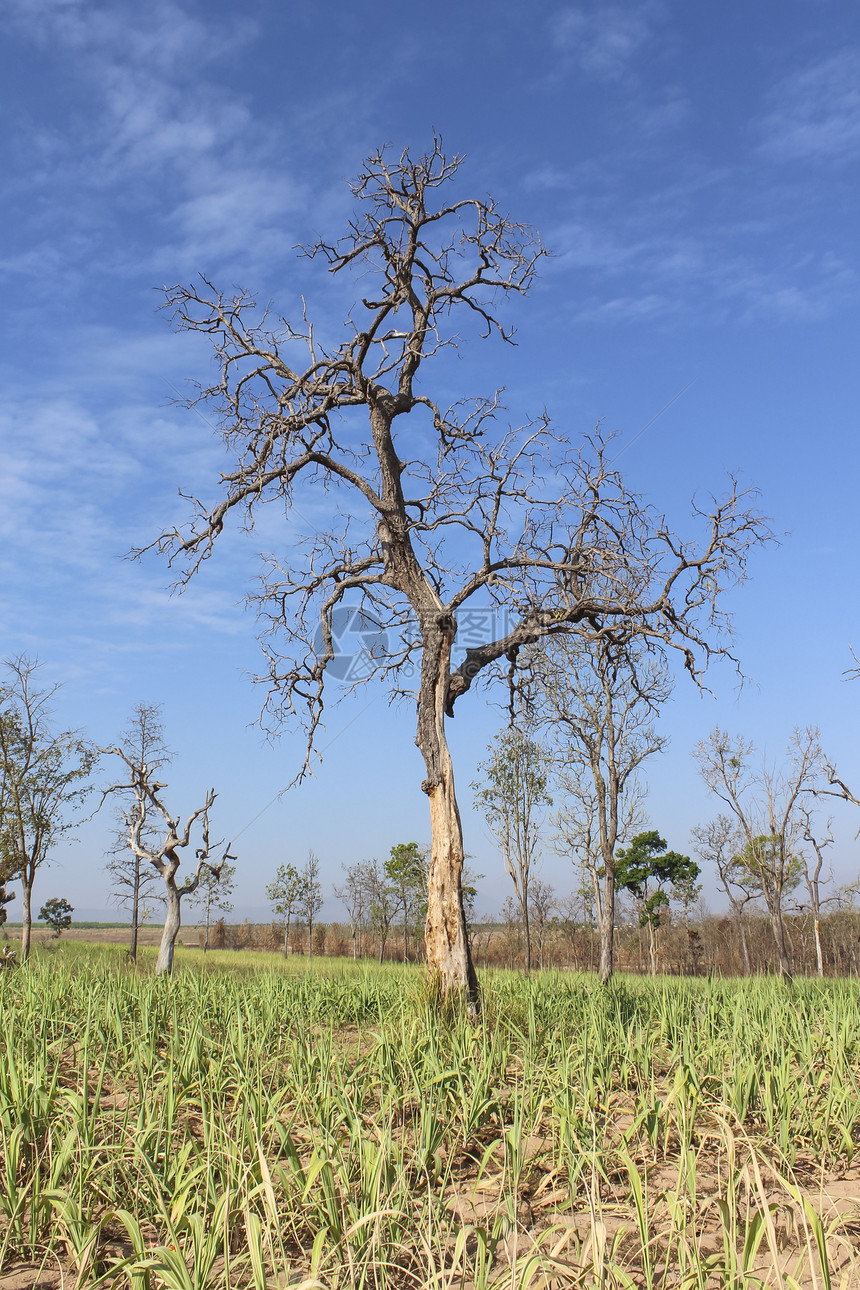 自然野生的死树蓝色干旱场地绿色木头死亡孤独天气植物荒野图片