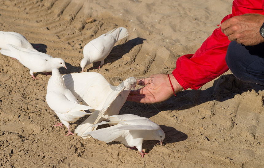 喂养鸽子面包屑动物白色公园食物鸟类手臂水平图片