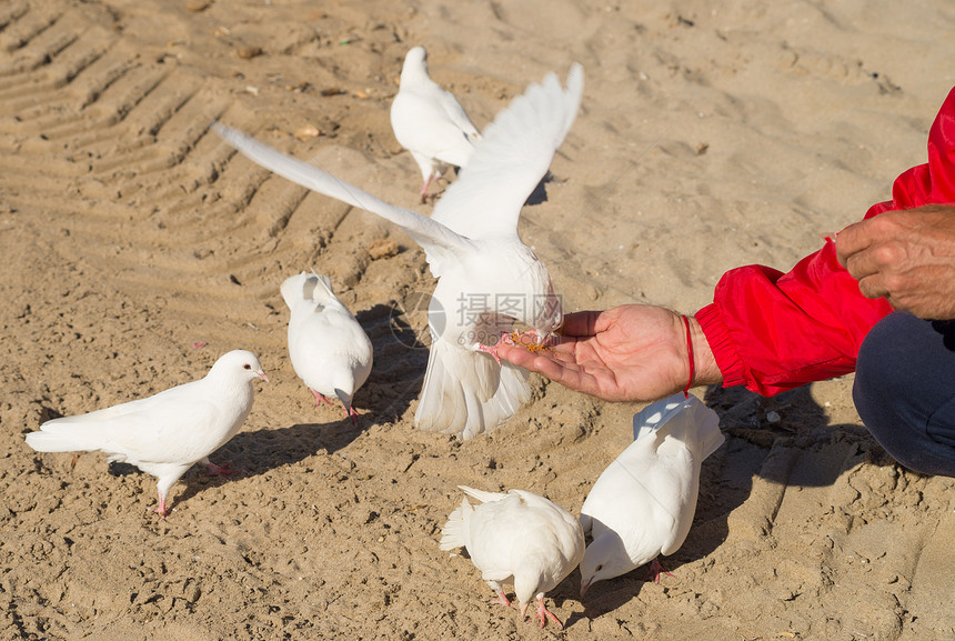 喂养鸽子公园水平面包屑食物动物鸟类白色手臂图片