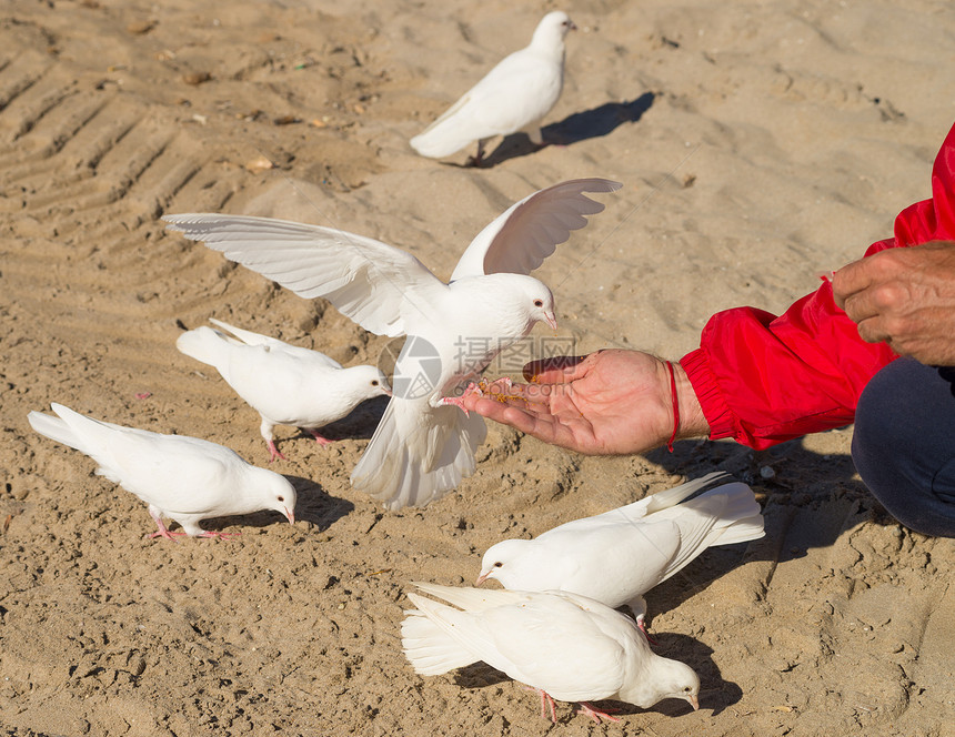 喂养鸽子手臂食物动物公园白色面包屑水平鸟类图片