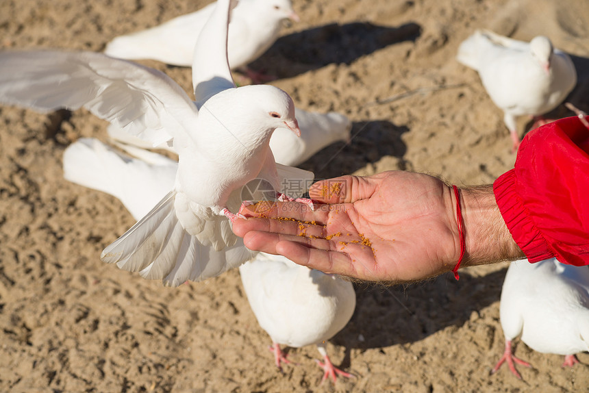 公园场景水平鸟类手臂面包屑食物动物白色图片