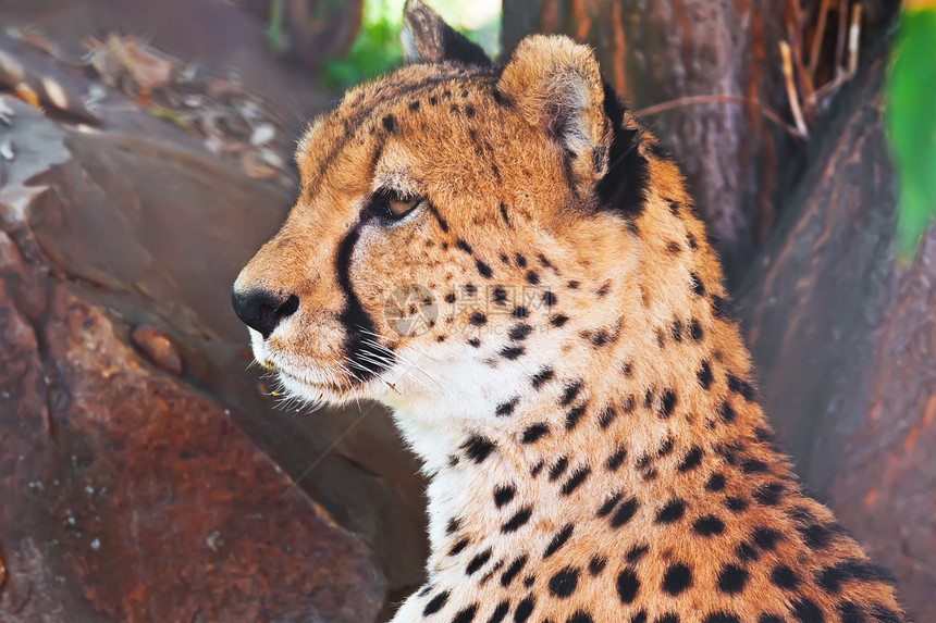 猎豹猎人速度猫科动物食肉动物园荒野眼睛野生动物哺乳动物毛皮图片
