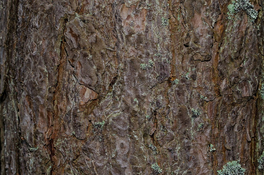 一棵德国古老树的树皮 带一点苔皮肤树干地衣木板森林历史风化时间红木衰变图片