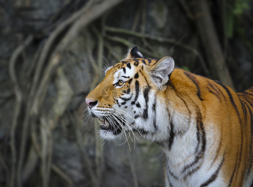 苏门特兰虎猎人野生动物哺乳动物动物荒野眼睛橙子身体木头生活图片