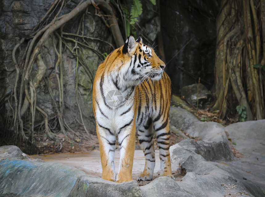 独立萨马特兰虎动物园丛林荒野哺乳动物野生动物身体生活眼睛木头黄色图片