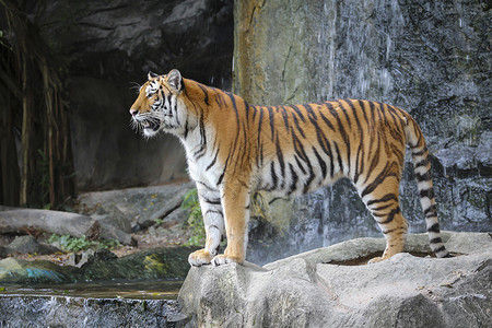 苏门特兰虎动物园生活丛林野生动物木头荒野动物濒危黄色身体背景图片