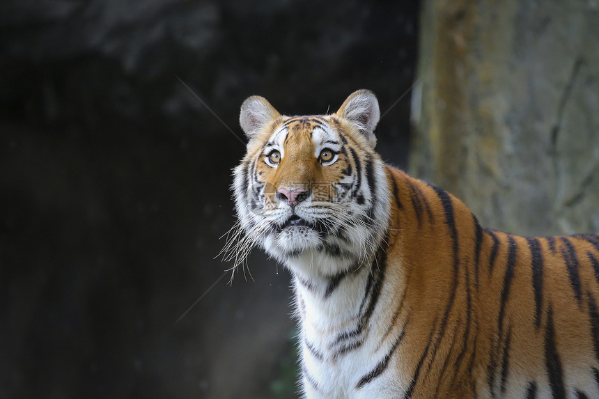 苏门特兰虎条纹猎人动物黄色荒野哺乳动物濒危橙子眼睛捕食者图片