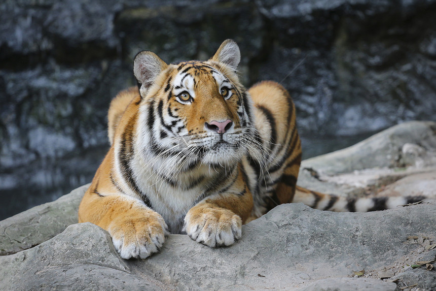 苏门特兰虎黄色动物捕食者身体动物园生活木头丛林眼睛濒危图片