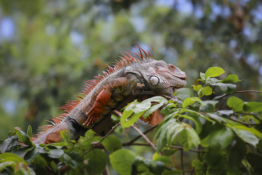 树上的老伊瓜纳生物鬣蜥荒野雨林蜥蜴爬虫宠物野生动物绿色白色图片