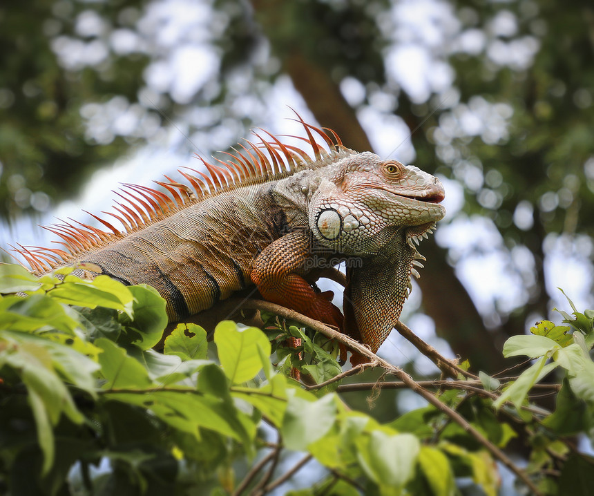 树上的老伊瓜纳荒野雨林白色野生动物眼睛鬣蜥动物热带蜥蜴绿色图片
