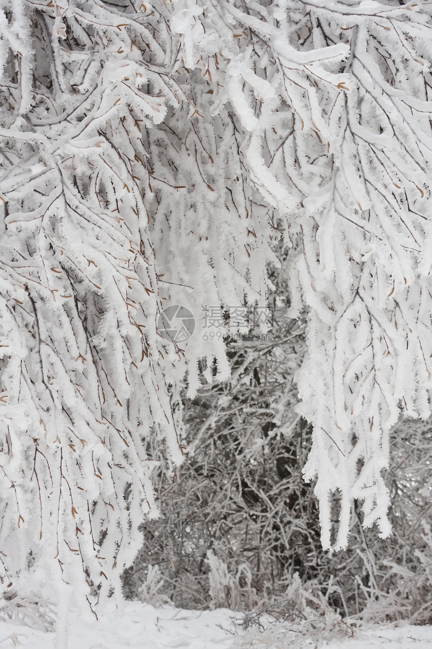冬季森林冻结树木季节白色天空木头天气场景图片