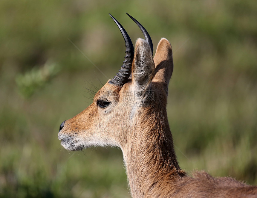 山地 Reedbuck 星座图片