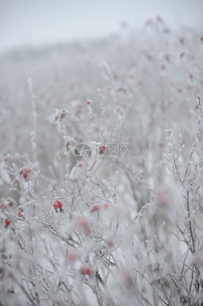 被盐霜覆盖的狗犬季节红色水果植物白色叶子衬套浆果图片