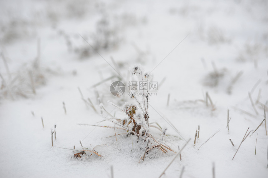 霜冻日的田地植物季节雪花天气蓝色场地草地花朵场景冻结水晶图片