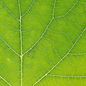 绿叶纹理不对称植物环境宏观绿色静脉背景图片