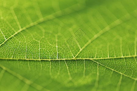 绿叶纹理静脉绿色不对称环境植物宏观背景图片